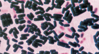 Pálcika alakú baktériumok